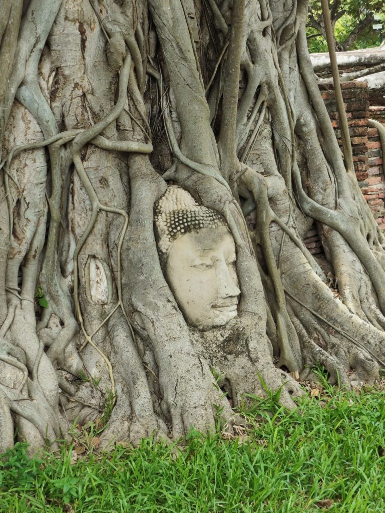 大城瑪哈泰寺被樹根包覆的佛頭
